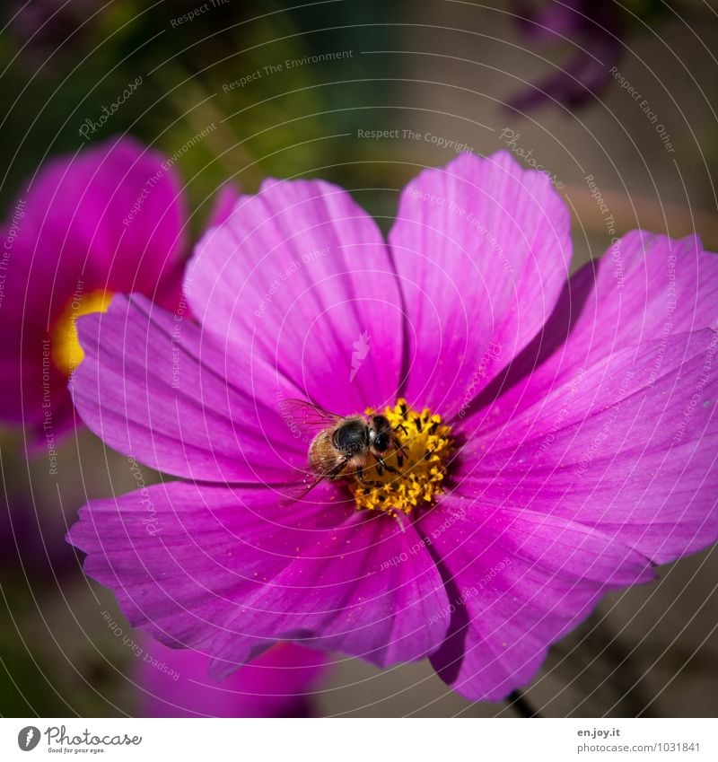 Schmuckkörbchen Feste & Feiern Muttertag Geburtstag Natur Pflanze Frühling Sommer Klima Klimawandel Blume Blüte Wildpflanze Wiesenblume Tier Biene 1