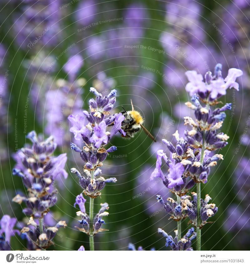 gar nich dumm Muttertag Geburtstag Natur Pflanze Frühling Sommer Blume Blüte Lavendel Garten Tier Hummel 1 Blühend Duft Wachstum violett Lebensfreude