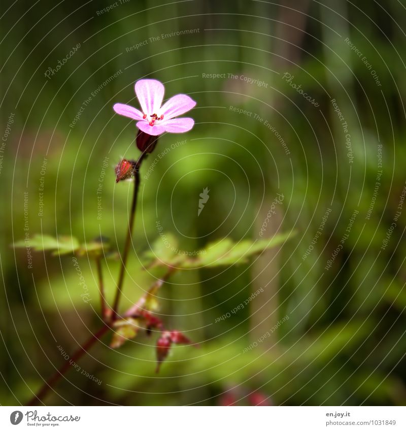 klein aber fein Feste & Feiern Valentinstag Muttertag Geburtstag Natur Pflanze Frühling Sommer Blume Blüte Wildpflanze Storchschnabel geranium palustre Unkraut