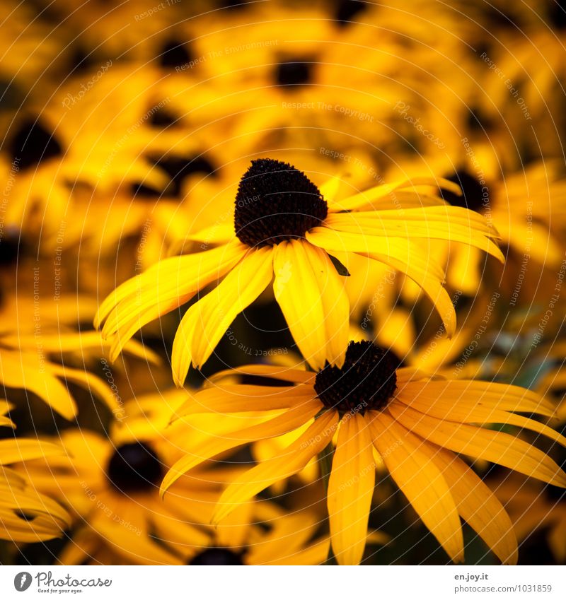 Sonnenhut Muttertag Geburtstag Natur Pflanze Frühling Sommer Blume Blüte Wildpflanze Garten Blühend Wachstum Freundlichkeit Fröhlichkeit Wärme gelb Freude