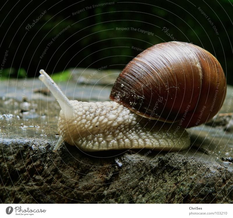 Weinbergschnecke 01 (Helix pomatia Linnaeus) Weinbergschnecken Schnecke Tier Haus Schleim schleimig krabbeln langsam Fühler braun Makroaufnahme Nahaufnahme