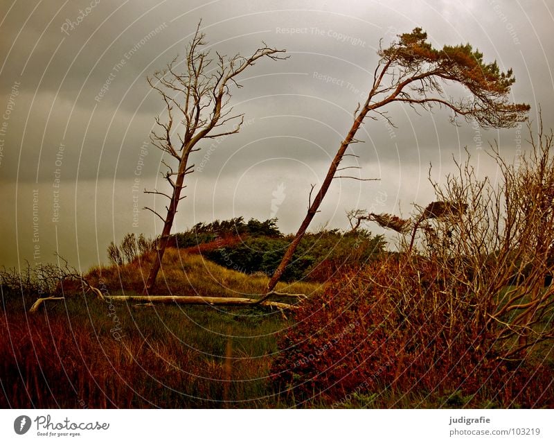 Weststrand Windflüchter Sträucher Gras Fischland-Darß-Zingst Leidenschaft Waldrand schön Baumstamm grün Wiese Sturm grau trist Strand Wolken schlechtes Wetter