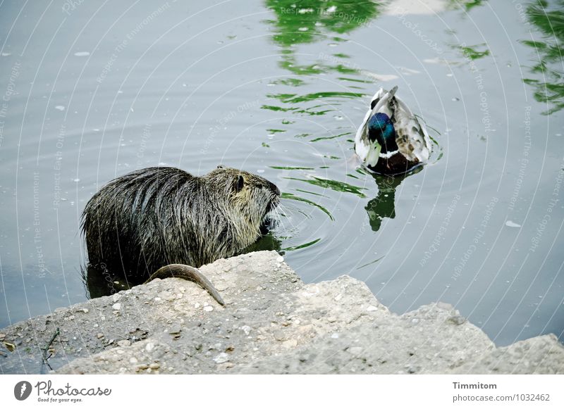 Lagebesprechung. Umwelt Natur Tier Wasser Fluss Biberratte Ente Erpel 2 Treppe Beton Blick natürlich Neugier grau grün Gefühle Schwanz Nutria Außenaufnahme