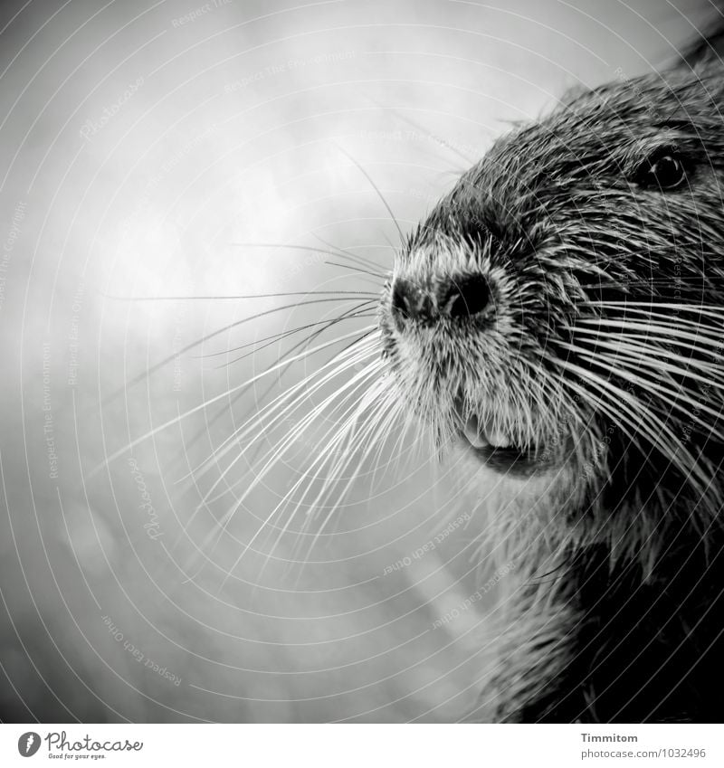 Was zu trinken? Tier Tiergesicht Biberratte 1 Blick warten Freundlichkeit natürlich grau schwarz weiß Gefühle Freude Schwarzweißfoto Schwache Tiefenschärfe