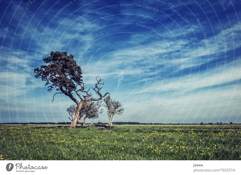 Halbtot Landschaft Himmel Wolken Horizont Schönes Wetter Baum Wiese Unendlichkeit blau braun grün ruhig Ferne Farbfoto Gedeckte Farben Außenaufnahme