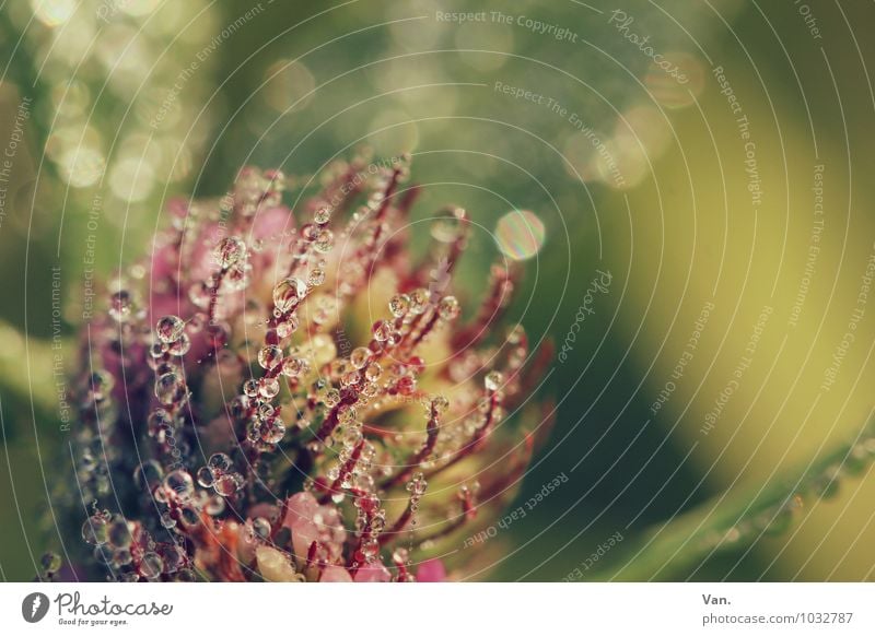 Tröpfcheninvasion Natur Pflanze Wassertropfen Herbst Gras Blatt Blüte Grünpflanze Klee Garten frisch nass grün rosa Tau Morgen Farbfoto mehrfarbig Außenaufnahme