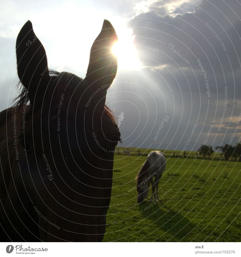 fast ein esel Pferd Wiese Stall Bauernhof Dorf ländlich Zaun grün Licht Durchbruch Tier schön Schnauze Pferdeschnauze groß Mähne Fell glänzend Wolken