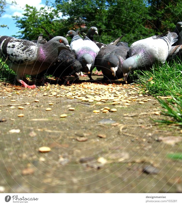 Was Ausfressen! Taube füttern Korn Vogel Tier Fressen Gras grün braun 5 Schnabel nicken fixieren Wegrand Aschenputtel grau weiß Froschperspektive Verkehrswege