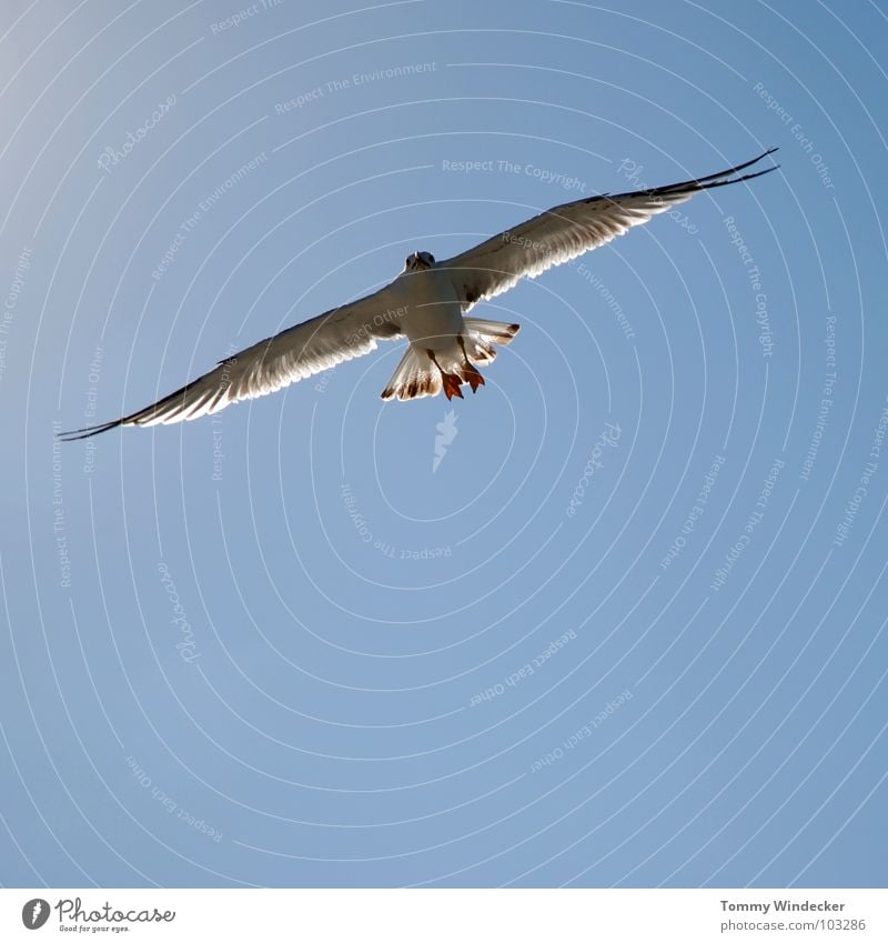 Mövenpic III Möwe Vogel himmelblau Frieden Sommer Meer See Schweben Segeln Tiefflieger Leichtigkeit Unbeschwertheit Nahrungssuche Luftverkehr flugtauglich