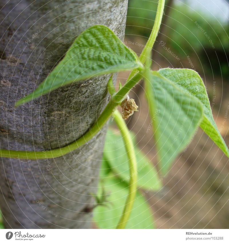 Bohnen in den Augen Wachstum festhalten Blatt Gemüsegarten Spirale Pflanze grün Baumrinde Kletterpflanzen Sommer Garten Park Baumstamm wickeln Schlingpfanzen