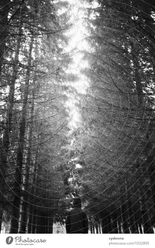 Im Wald mit lauter Bäumen Erholung ruhig Ausflug Abenteuer Freiheit Expedition wandern Mensch Leben Umwelt Natur Winter Baum ästhetisch Einsamkeit entdecken