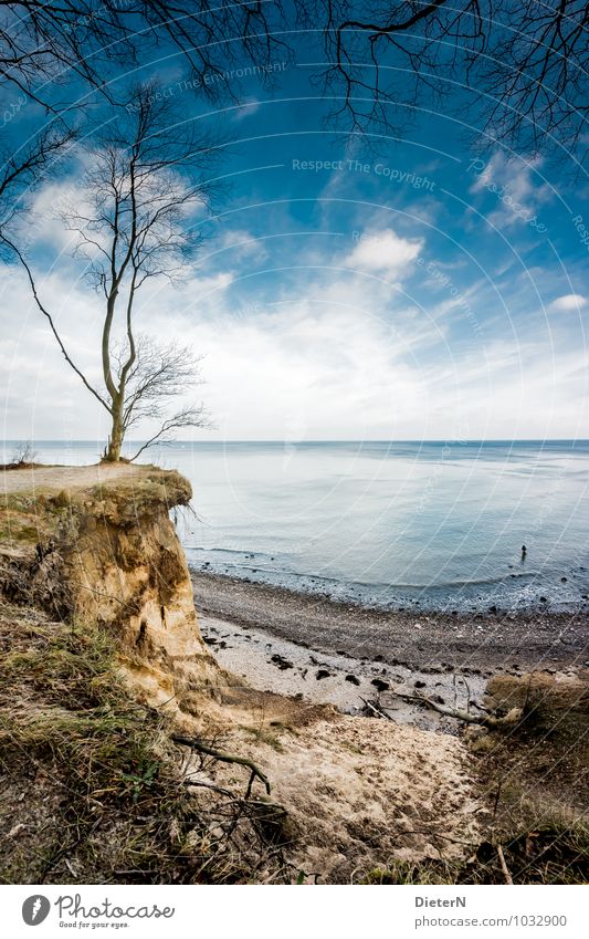 Ausblick Körper 1 Mensch Natur Landschaft Urelemente Erde Sand Himmel Wolken Horizont Winter Schönes Wetter Pflanze Baum Gras Küste Strand Ostsee Meer blau