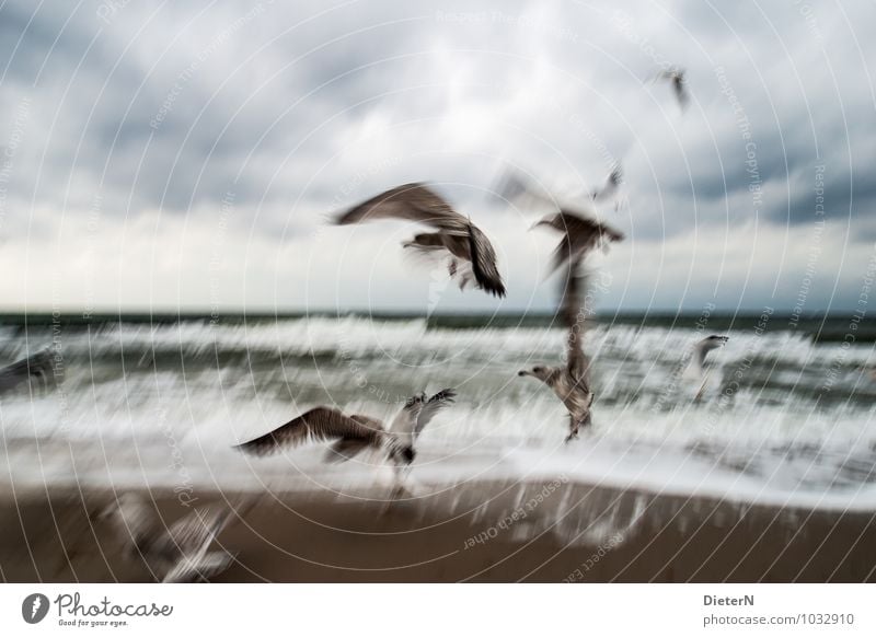 Flügelschlag Tier Wildtier Vogel Tiergruppe Schwarm blau braun weiß abstrakt Möwe Küste Strand Wind Wellen Farbfoto Gedeckte Farben Außenaufnahme Menschenleer