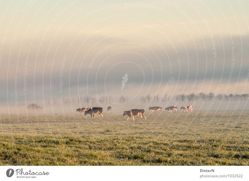 Bodennebel Natur Landschaft Himmel Wolken Sonnenaufgang Sonnenuntergang Sonnenlicht Wetter Schönes Wetter Nebel Baum Gras Wiese Nutztier Kuh Herde gold grau