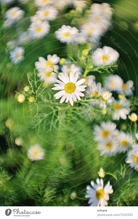 Liebt mich, liebt mich nicht. Kräuter & Gewürze Gesundheit Sommer Garten Landwirtschaft Forstwirtschaft Natur Pflanze Sonnenlicht Frühling Blume Gras Sträucher