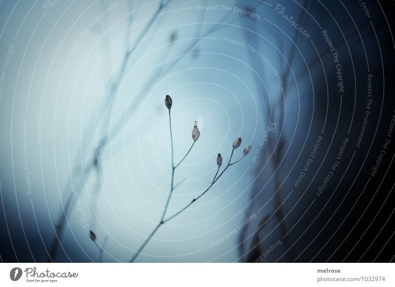 unheimlich Natur Landschaft Winter Sträucher Wald filigrane Blüten frieren träumen dunkel kalt blau braun schwarz weiß Gefühle Stimmung trösten ruhig Hoffnung