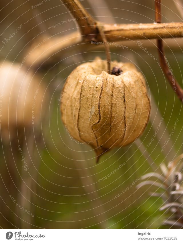 Leer Natur Pflanze Herbst Nutzpflanze Physalis Lampionblume Garten hängen dehydrieren exotisch schön nah natürlich rund trocken braun grün Zufriedenheit