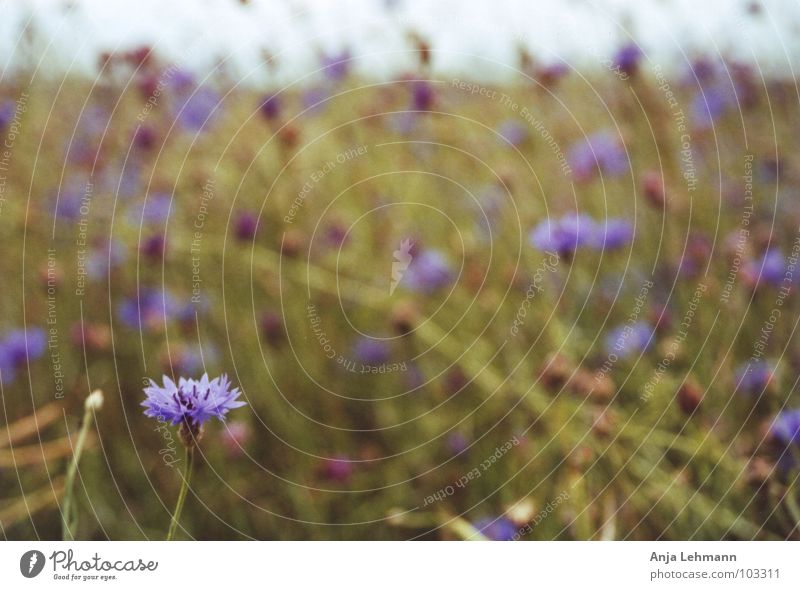 mohnblume .. äh kornblume Mohn Blume Feld Sommer Natur violett Blüte corn poppy blau blue Samen