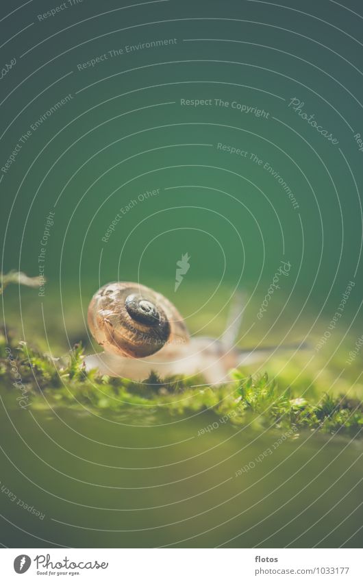 Ein Haus im Grünen Tier Wildtier Schnecke nah natürlich schleimig braun grün Natur Farbfoto Außenaufnahme Nahaufnahme Detailaufnahme Menschenleer