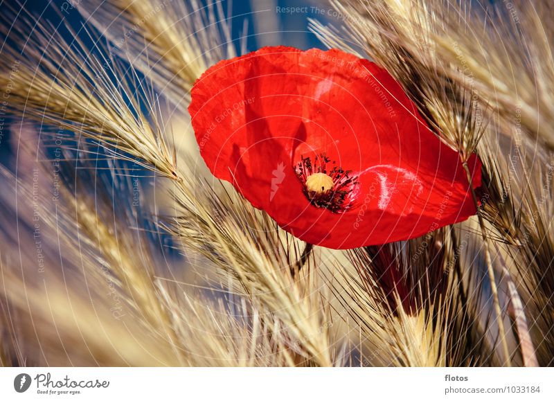 kitschig =) Natur Pflanze Sonnenlicht Sommer Schönes Wetter Blume Gras Blüte Nutzpflanze Feld Blühend frisch Kitsch natürlich schön Wärme blau gelb orange rot