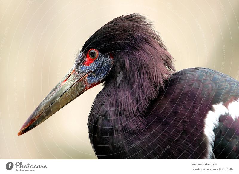 Regenstorch Tier Vogel Abdimstorch Schnabel Storch Schreitvogel Vogelportrait 1 stehen elegant violett Farbfoto Außenaufnahme Nahaufnahme Tag Zentralperspektive