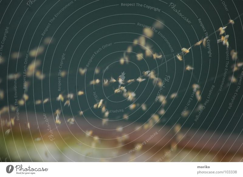 Gefangen in Netz Spinne Spinnennetz Spinngewebe gefangen einfangen Blüte Pollen Sonnenuntergang Sonnenstrahlen Dämmerung grün gelb braun Verlauf Meer Meerwasser