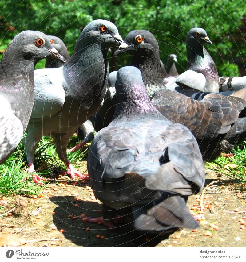 Mafia Komplott Taube füttern Korn Vogel Tier Fressen Gras grün braun 5 Schnabel nicken fixieren Wegrand Aschenputtel grau weiß Froschperspektive Blick