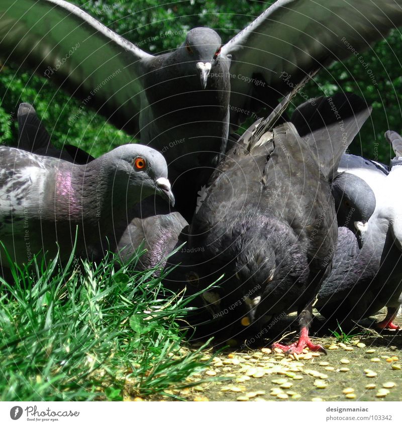 Taubenpriester füttern Korn Vogel Tier Fressen Gras grün braun 5 Schnabel nicken fixieren Wegrand Aschenputtel grau weiß Froschperspektive Blick geheimnisvoll