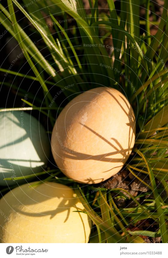 weiches osternest Süßwaren Ausflug Garten Feste & Feiern Ostern Natur Frühling Schönes Wetter Wärme Gras Park Wiese entdecken Neugier gelb orange Überraschung