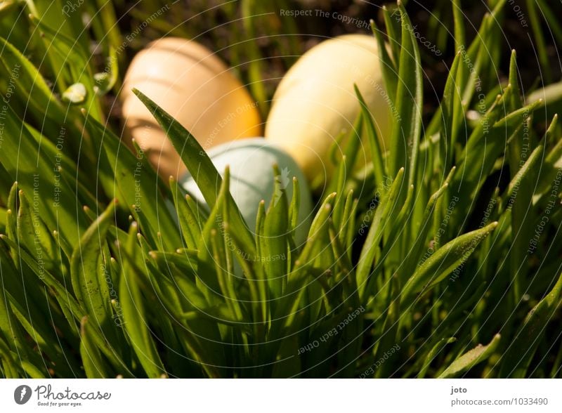 gefunden! Ausflug Ostern Natur Frühling Schönes Wetter Gras Garten Park Wiese Neugier Wärme gelb orange Überraschung Osterei Osternest Osterwunsch Ostermontag