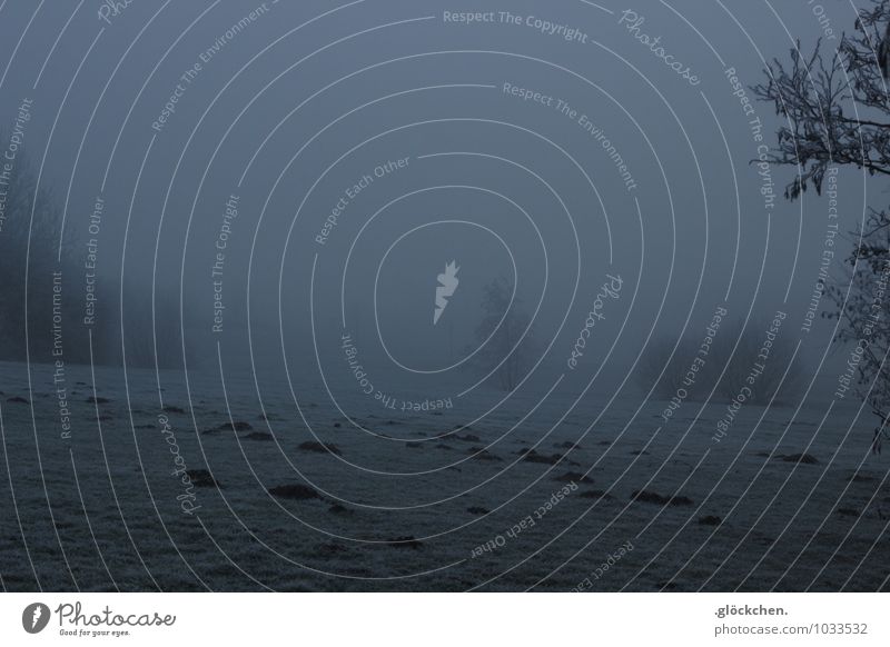 auf dem Campus Landschaft Winter Nebel Eis Frost Baum Gras Wiese Maulwurf Stimmung ruhig Pause träumen Ferne Gedeckte Farben Außenaufnahme Menschenleer