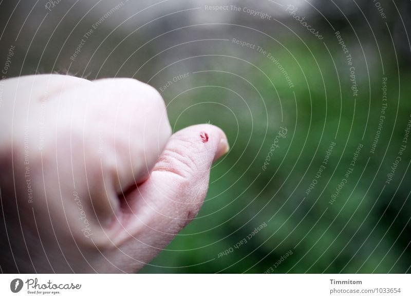 Blut Hand Natur grün rot Daumen zeigen Wunde Farbfoto Außenaufnahme Tag Schwache Tiefenschärfe