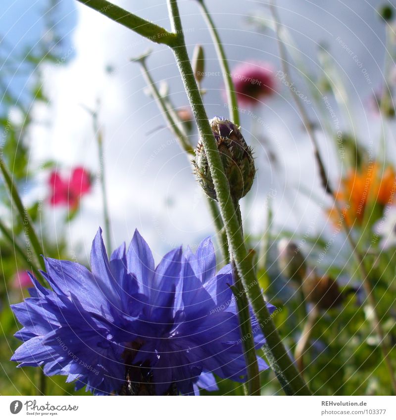 n Blööömsche Blume Wiese Wolken Gewitterwolken Wachstum Froschperspektive streben bedrohlich Pflanze Blüte Sommer mehrfarbig frisch kalt Gegenteil