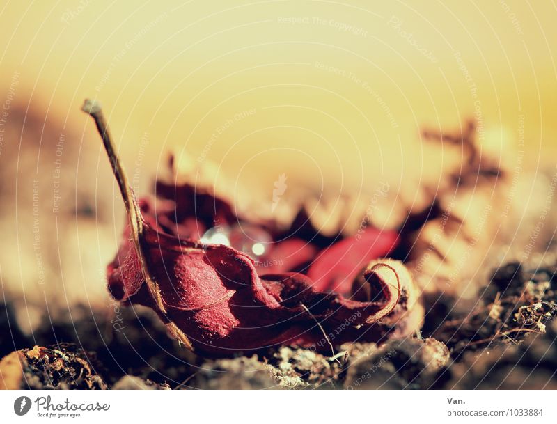 Schiffchen Natur Pflanze Erde Sommer Blatt welk trocken Wärme gelb rot Farbfoto Gedeckte Farben Innenaufnahme Nahaufnahme Detailaufnahme Makroaufnahme