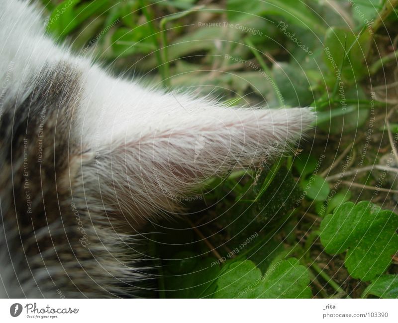 bin ganz ohr Katze schwarz weiß grün Wiese hören Fell Hauskatze Gras schlafen Wachsamkeit Makroaufnahme Nahaufnahme Säugetier Ohr Detailaufnahme liegen