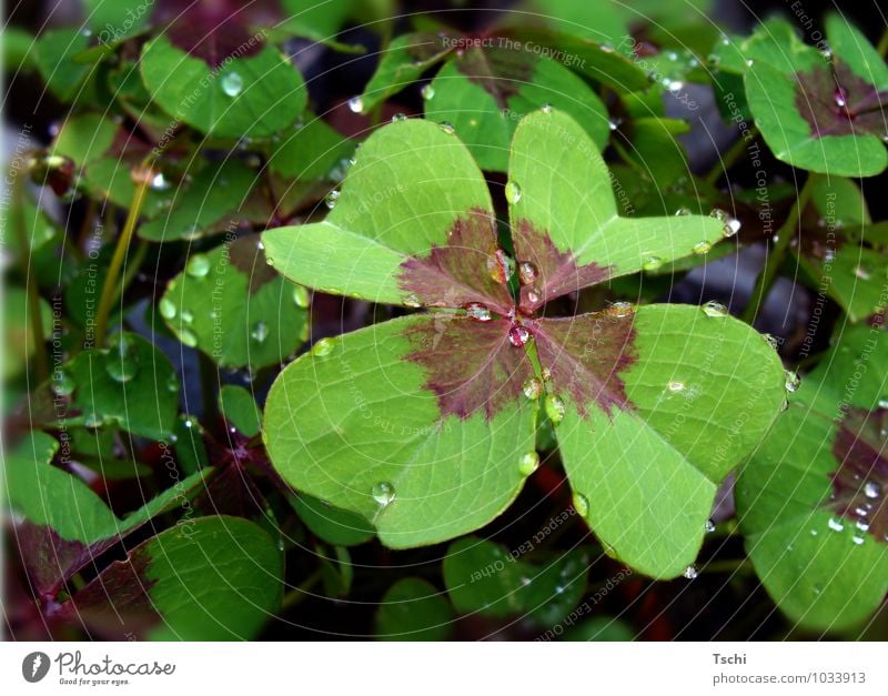 Glücksklee, Klee, vierblättrig, Regentropfen, Waldboden Natur Pflanze Wassertropfen Blatt Grünpflanze Wildpflanze Tropfen Mitgefühl trösten achtsam Traurigkeit