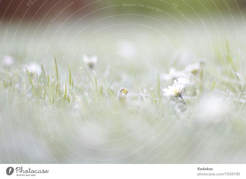 Gekühlte Idylle Natur Pflanze Wassertropfen Winter Eis Frost Blume Gras Gänseblümchen Garten frisch kalt natürlich schön weiß Nostalgie rein Umwelt Nahaufnahme