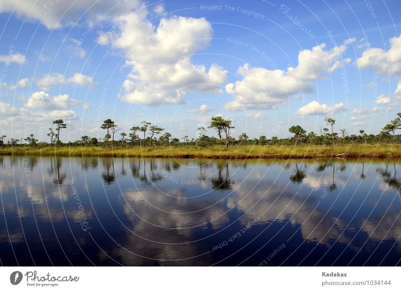 Sommerreflexionen im Soomaa Nationalpark Erholung Abenteuer Freiheit Sommerurlaub Schwimmen & Baden Umwelt Natur Landschaft Wasser Himmel Wolken Schönes Wetter