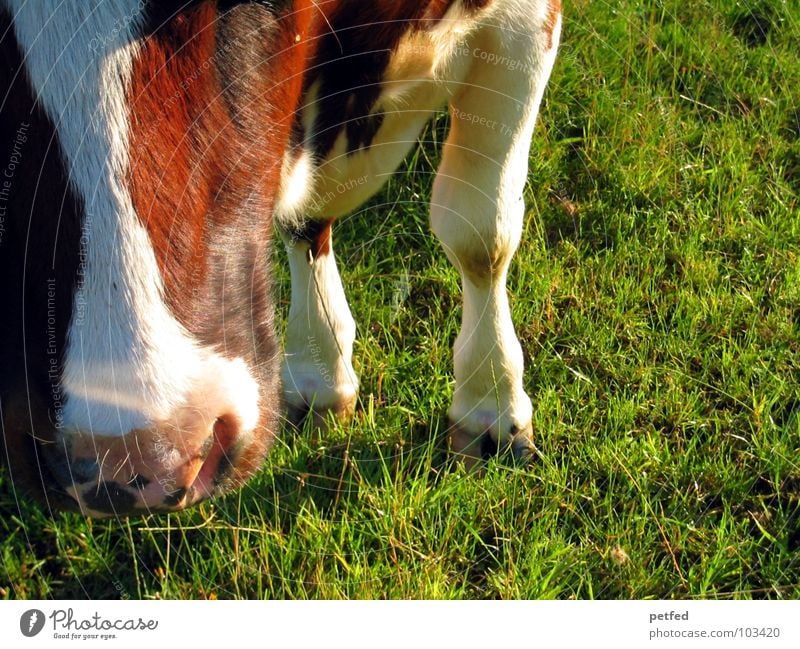 Muh Tier Kuh braun weiß grün schwarz Schnauze Fressen Huf Gras Ferien & Urlaub & Reisen Bauernhof rosa 4 melken Schweiz Alm Säugetier Beine Widerkäuer Nase