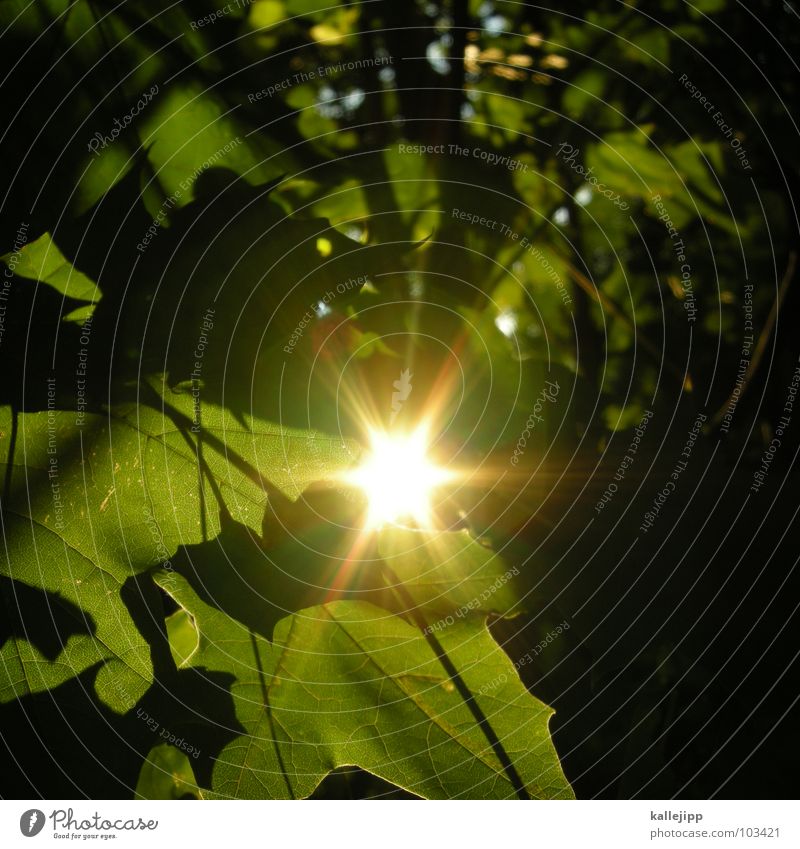 sherewoodforest Biotop Natur Blatt Sommer grün Photosynthese Blattgrün Biologie Gegenlicht Sonnenuntergang Baum Sträucher Urwald Wald Gefäße Waldlichtung