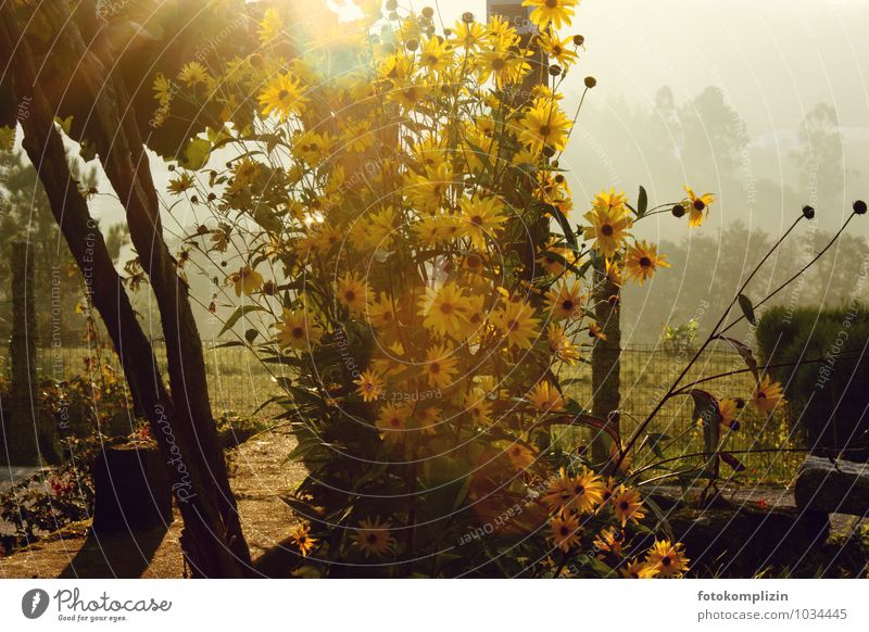 sonnenlichtblumen Umwelt Natur Pflanze Sonnenlicht Sommer Schönes Wetter Blume Garten Gartentor Blühend leuchten gelb gold Stimmung Sehnsucht Heimweh