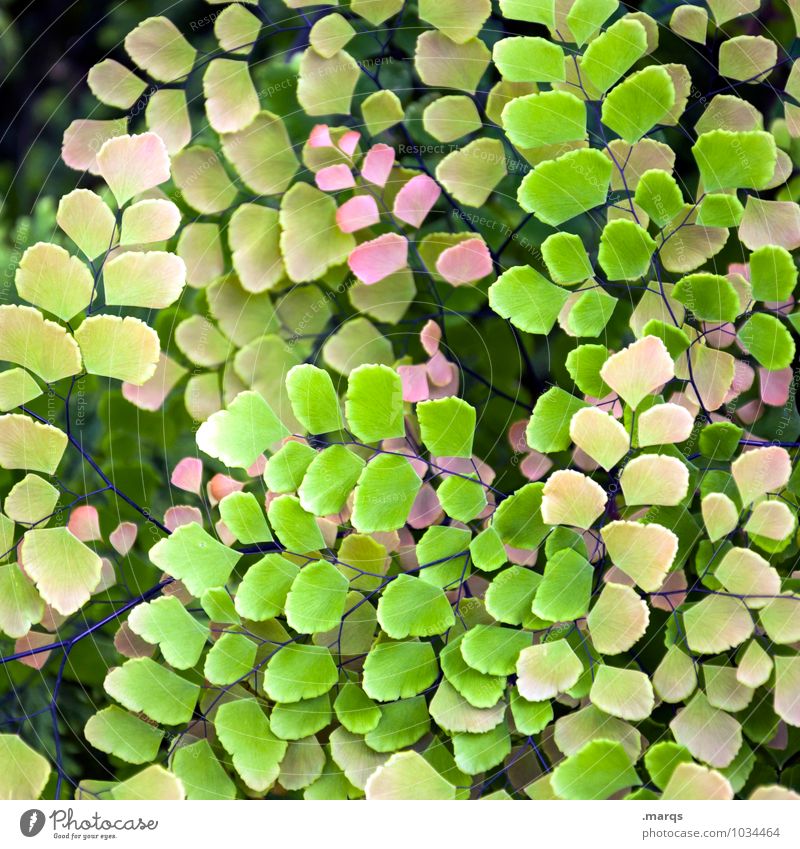 Filigran Natur Pflanze Blatt Grünpflanze exotisch Garten ästhetisch schön gelb grün rosa Leben Umwelt Farbfoto Außenaufnahme Detailaufnahme Strukturen & Formen