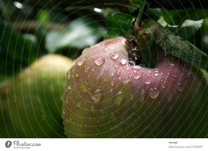 beiss rein! saftig nass feucht fruchtig süß rosa lecker Ernährung Baum Makroaufnahme Gesundheit Vitamin knackig Apfelbaum Obstbaum frisch Qualität tief Frucht