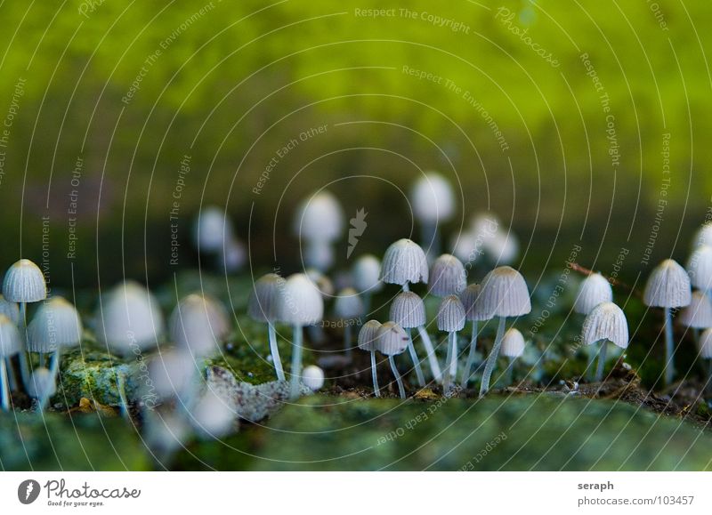 Pilzgruppe Moos Sporen Flechten Natur mehrere Anhäufung Knolle Pilzhut kappe Lamelle Umwelt Pflanze Botanik Herbst herbstlich ökologisch mykologie Symbiose