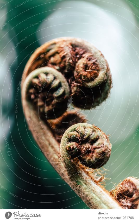 langlebig | Erfolgsmodell [2] Umwelt Natur Pflanze Farn Blatt Grünpflanze Wildpflanze Garten Park Urwald alt exotisch natürlich braun grün Farbfoto Menschenleer