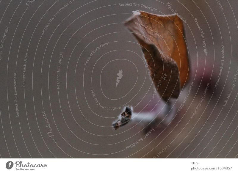 Blatt Natur Pflanze Herbst Winter verblüht ästhetisch authentisch einfach elegant natürlich Gefühle Stimmung Gelassenheit geduldig ruhig harmonisch schön