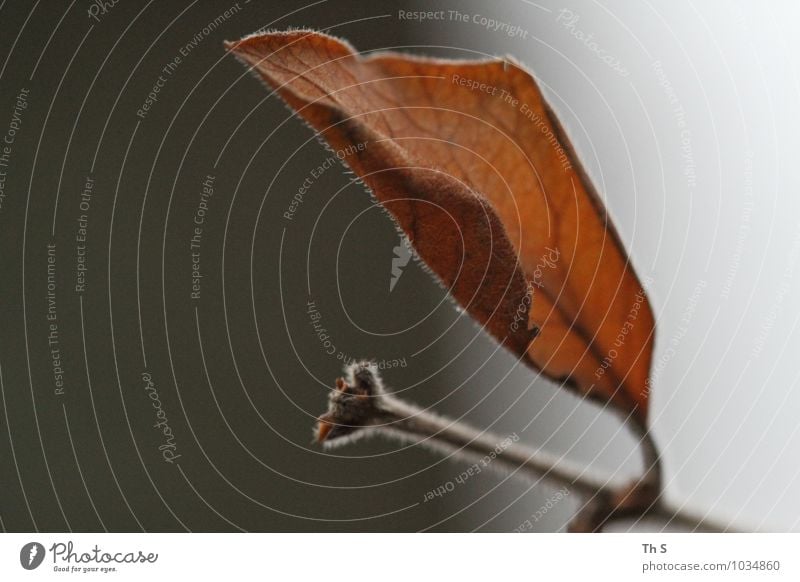 Blatt Natur Pflanze Herbst Winter Blühend verblüht ästhetisch authentisch einfach elegant natürlich braun grau Stimmung Gelassenheit geduldig ruhig einzigartig