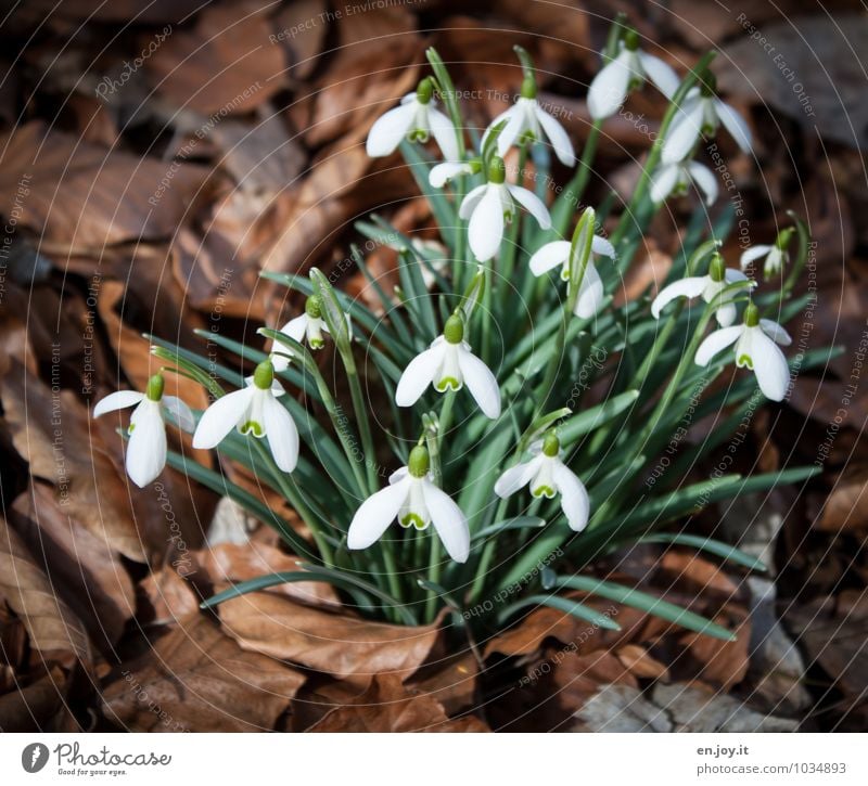 bald Geburtstag Umwelt Natur Pflanze Frühling Blume Wildpflanze Schneeglöckchen Blatt Blühend Wachstum Freundlichkeit Fröhlichkeit schön braun grün weiß