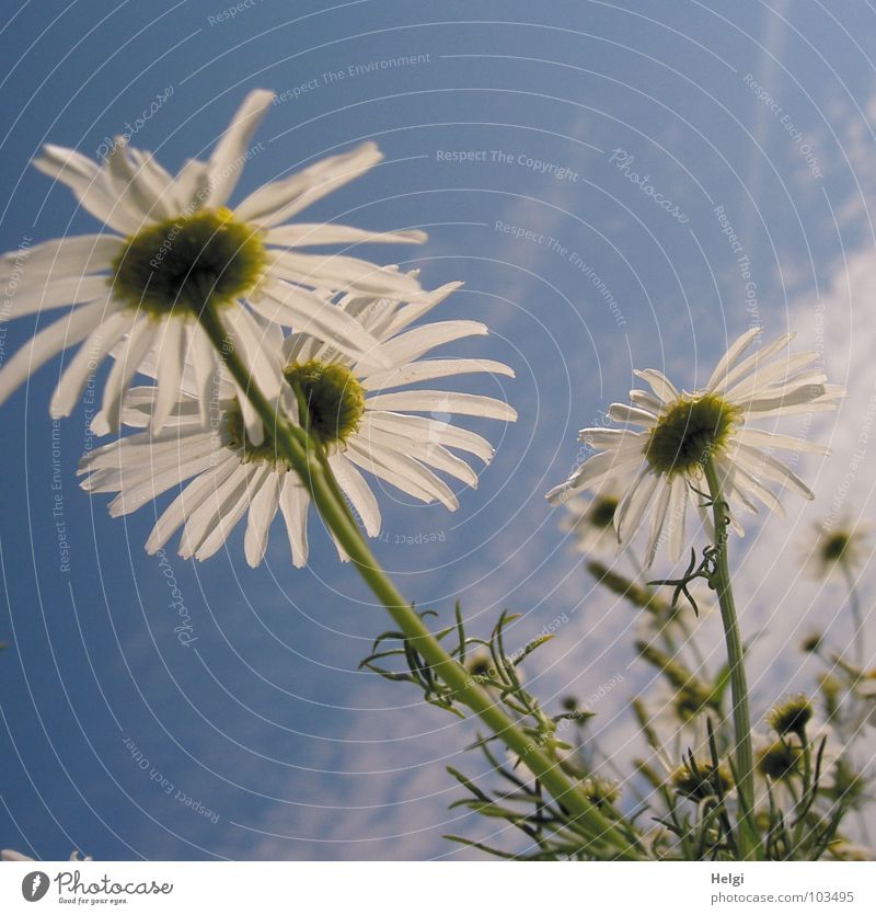 sommerlich... Blume Blüte Kamille Kamillenblüten Blühend Stengel Blütenblatt Froschperspektive Wachstum Wolken Wiese Wegrand weiß grün gelb Heilpflanzen