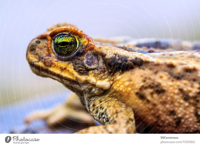 die Kröte im Detail Tier Wildtier Frosch Reptil 1 beobachten Denken Blick Farbfoto Gedeckte Farben Außenaufnahme Detailaufnahme Makroaufnahme Froschperspektive